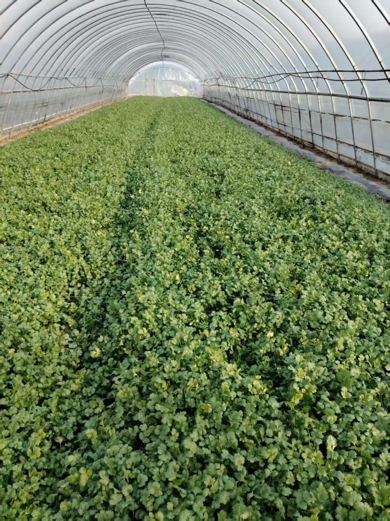 香菜大量有货现摘现发新鲜品质优可视频看货欢迎咨询来电