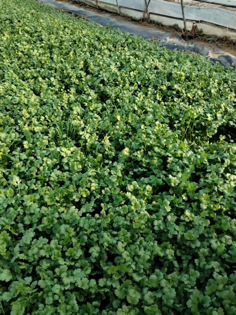 香菜大量有货现摘现发新鲜品质优可视频看货欢迎咨询来电
