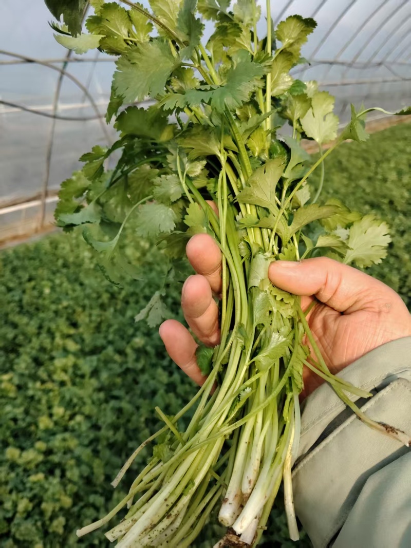 香菜大量有货现摘现发新鲜品质优可视频看货欢迎咨询来电