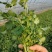 香菜大量有货现摘现发新鲜品质优可视频看货欢迎咨询来电