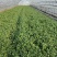 香菜大量有货现摘现发新鲜品质优可视频看货欢迎咨询来电