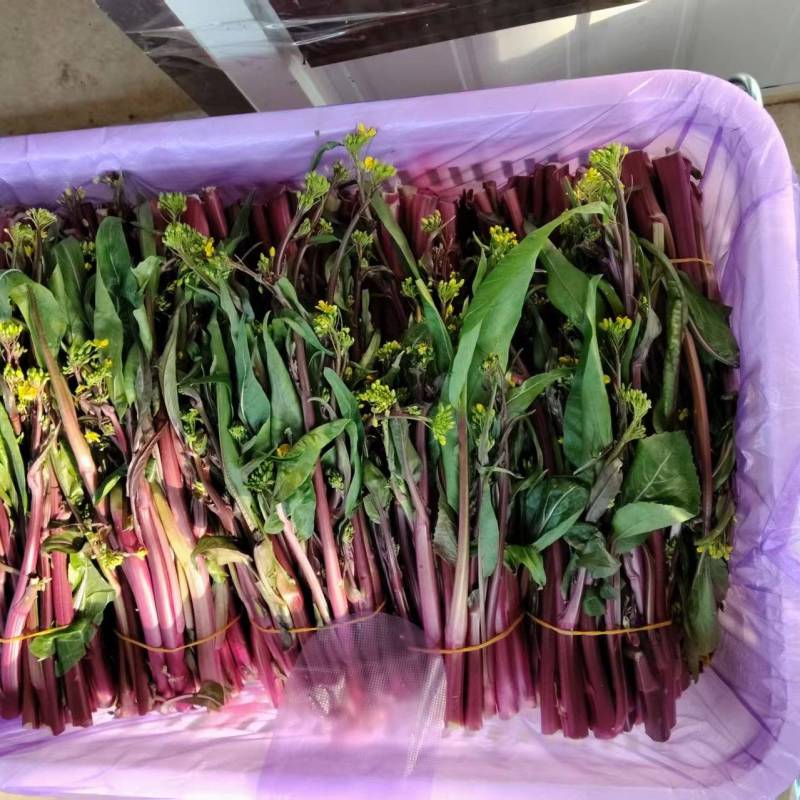 红菜苔大量有货基地直供品质优可视频看货欢迎咨询来电