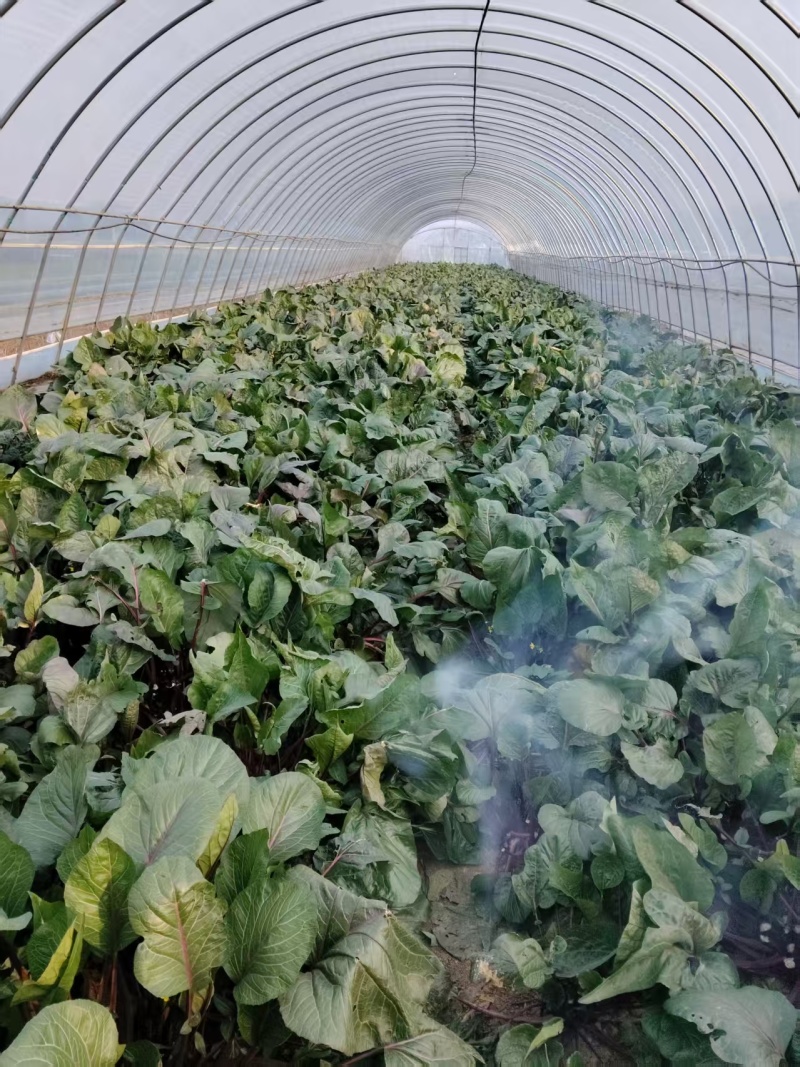 红菜苔大量有货基地直供品质优可视频看货欢迎咨询来电