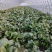 红菜苔大量有货基地直供品质优可视频看货欢迎咨询来电