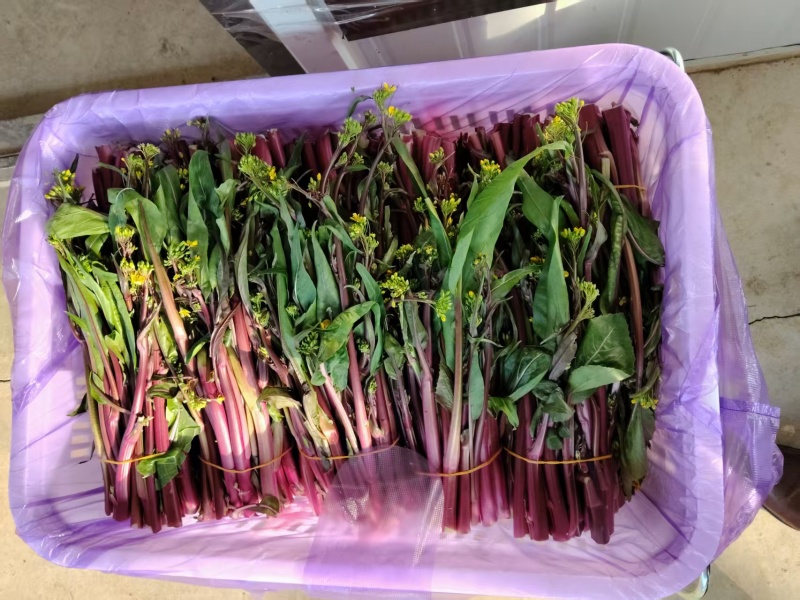 红菜苔大量有货基地直供品质优可视频看货欢迎咨询来电