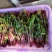 红菜苔大量有货基地直供品质优可视频看货欢迎咨询来电
