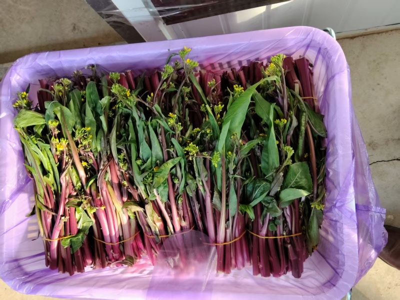 红菜苔大量有货基地直供品质优可视频看货欢迎咨询来电