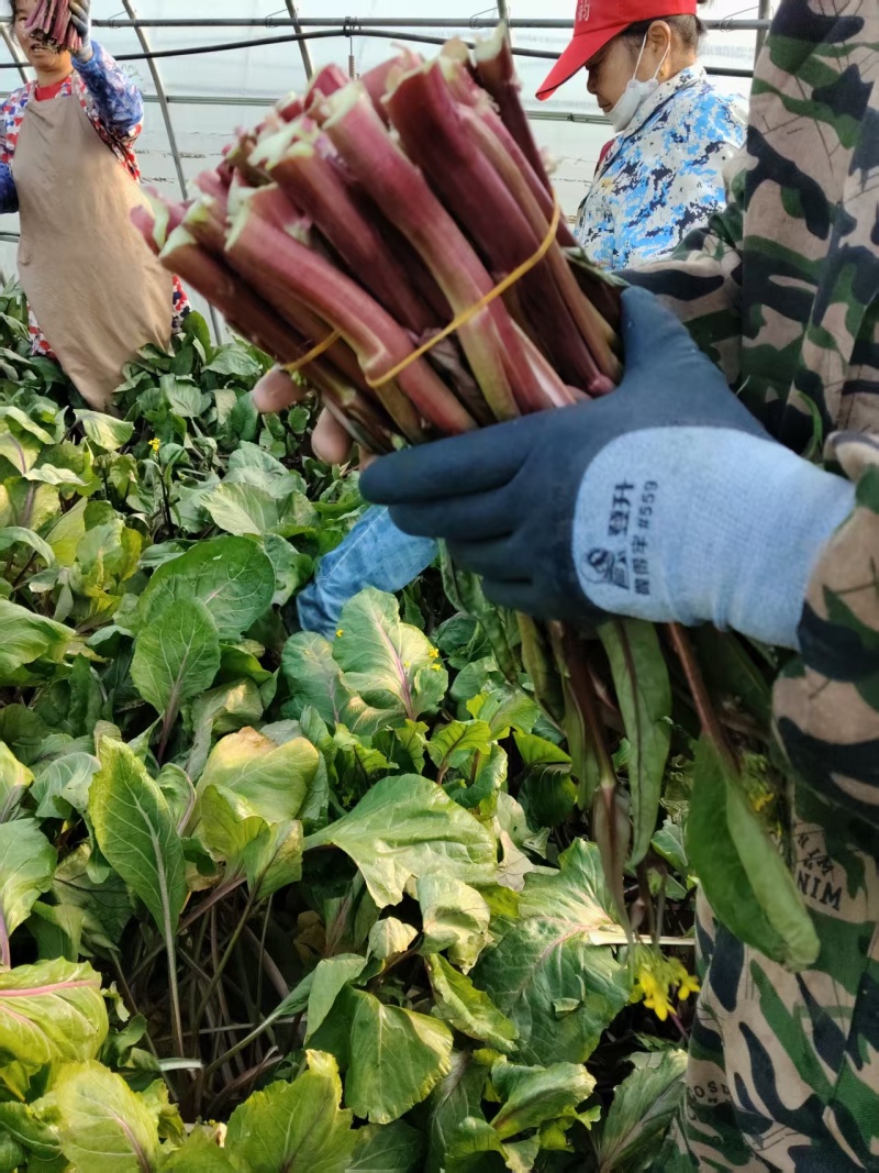 红菜苔大量有货基地直供品质优可视频看货欢迎咨询来电