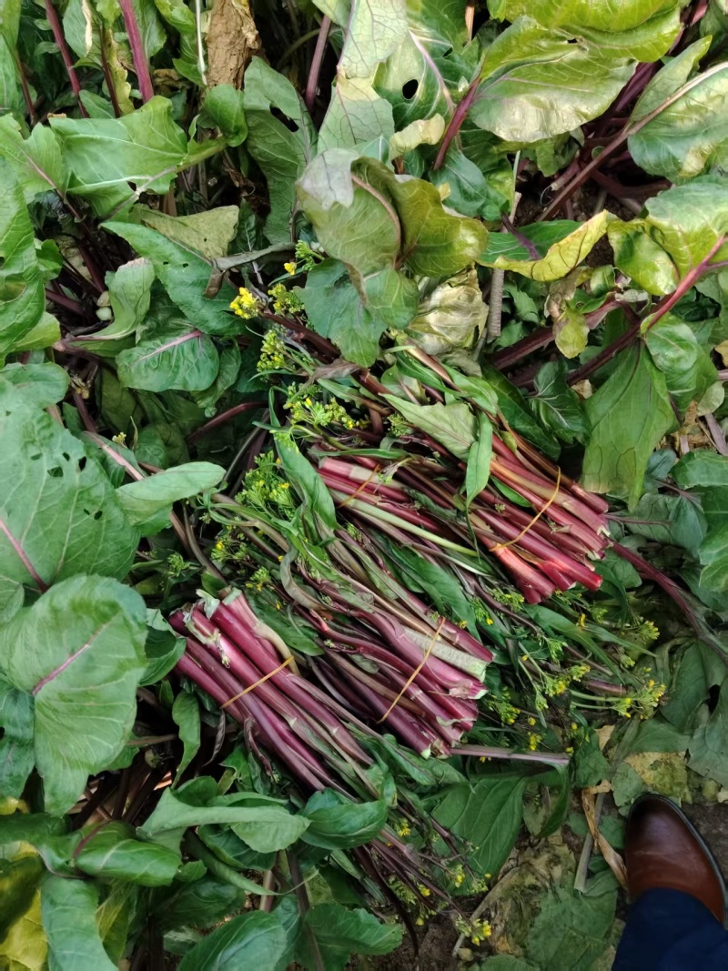 红菜苔大量有货基地直供品质优可视频看货欢迎咨询来电