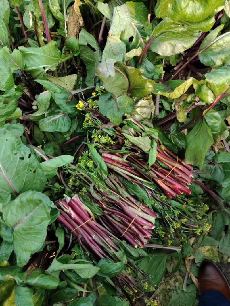 红菜苔大量有货基地直供品质优可视频看货欢迎咨询来电
