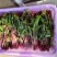 红菜苔大量有货基地直供品质优可视频看货欢迎咨询来电
