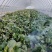 红菜苔大量有货基地直供品质优可视频看货欢迎咨询来电