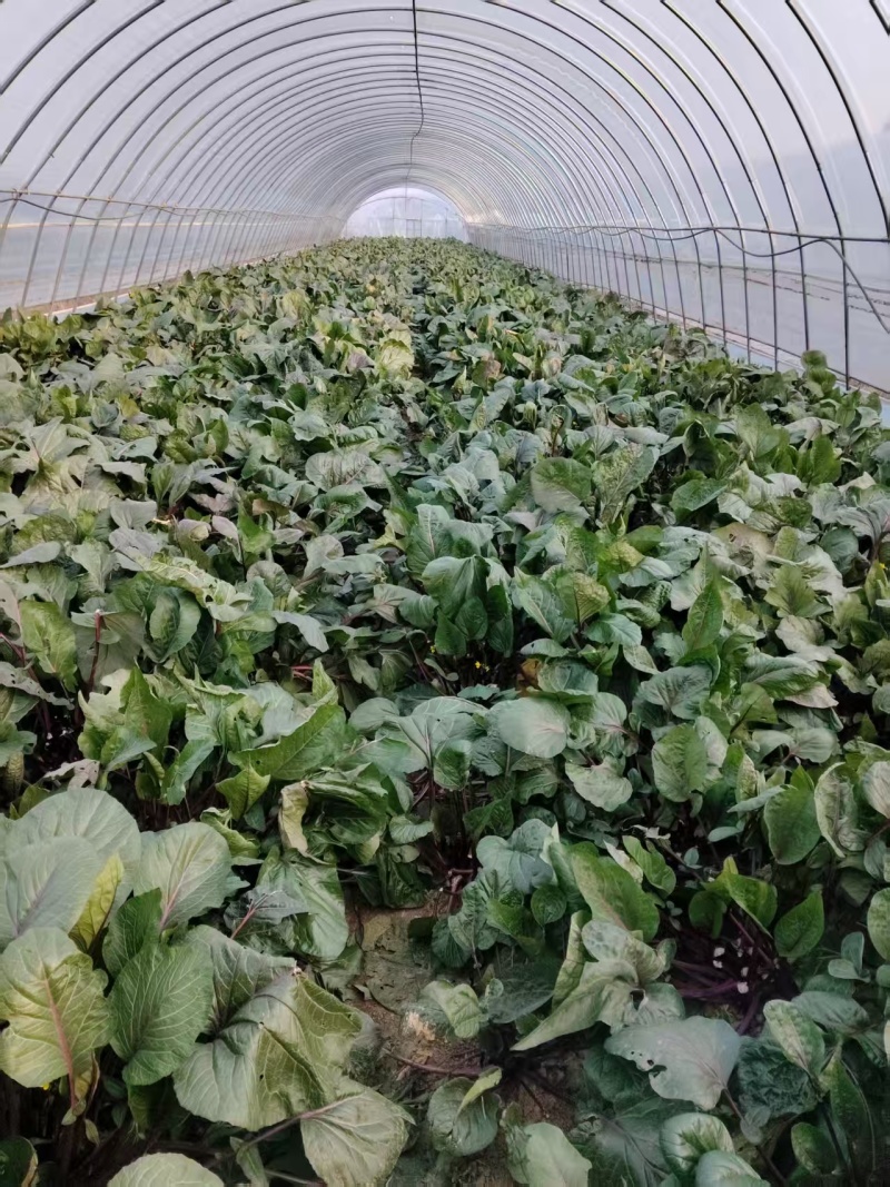 红菜苔大量有货基地直供品质优可视频看货欢迎咨询来电