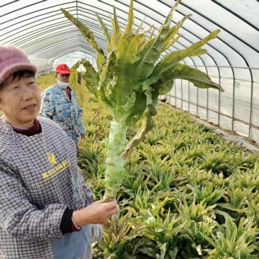 莴苣大量有货基地直供品质优可视频看货欢迎咨询来电