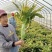 莴苣大量有货基地直供品质优可视频看货欢迎咨询来电