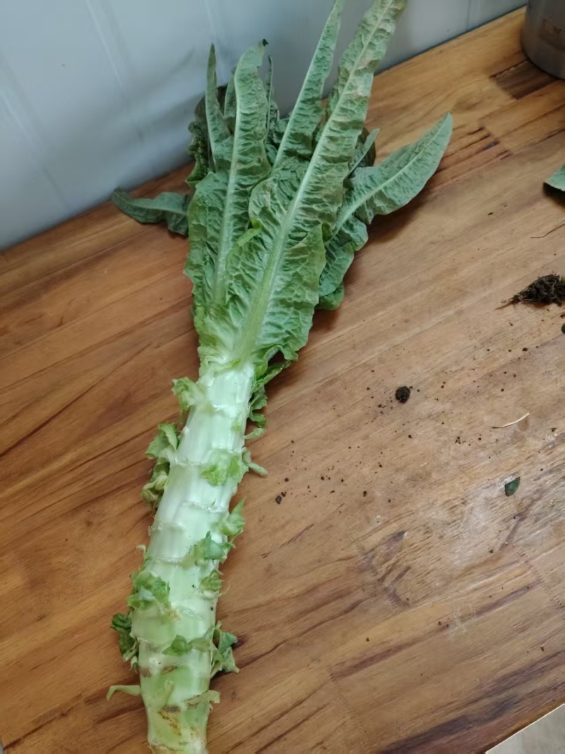 莴苣大量有货基地直供品质优可视频看货欢迎咨询来电