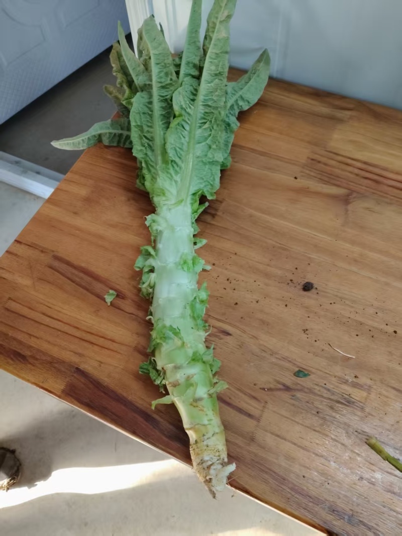 莴苣大量有货基地直供品质优可视频看货欢迎咨询来电