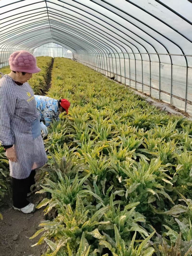 莴苣大量有货基地直供品质优可视频看货欢迎咨询来电