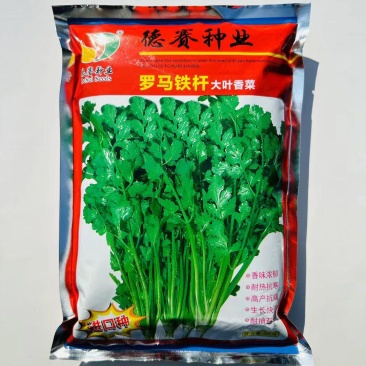 意大利进口罗马铁杆香菜种子夏秋耐高温高产大叶四季香菜种