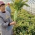 莴苣大量有货基地直供品质优可视频看货欢迎咨询来电