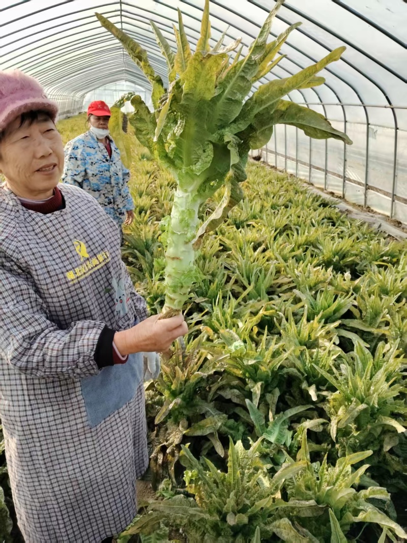 莴苣大量有货基地直供品质优可视频看货欢迎咨询来电
