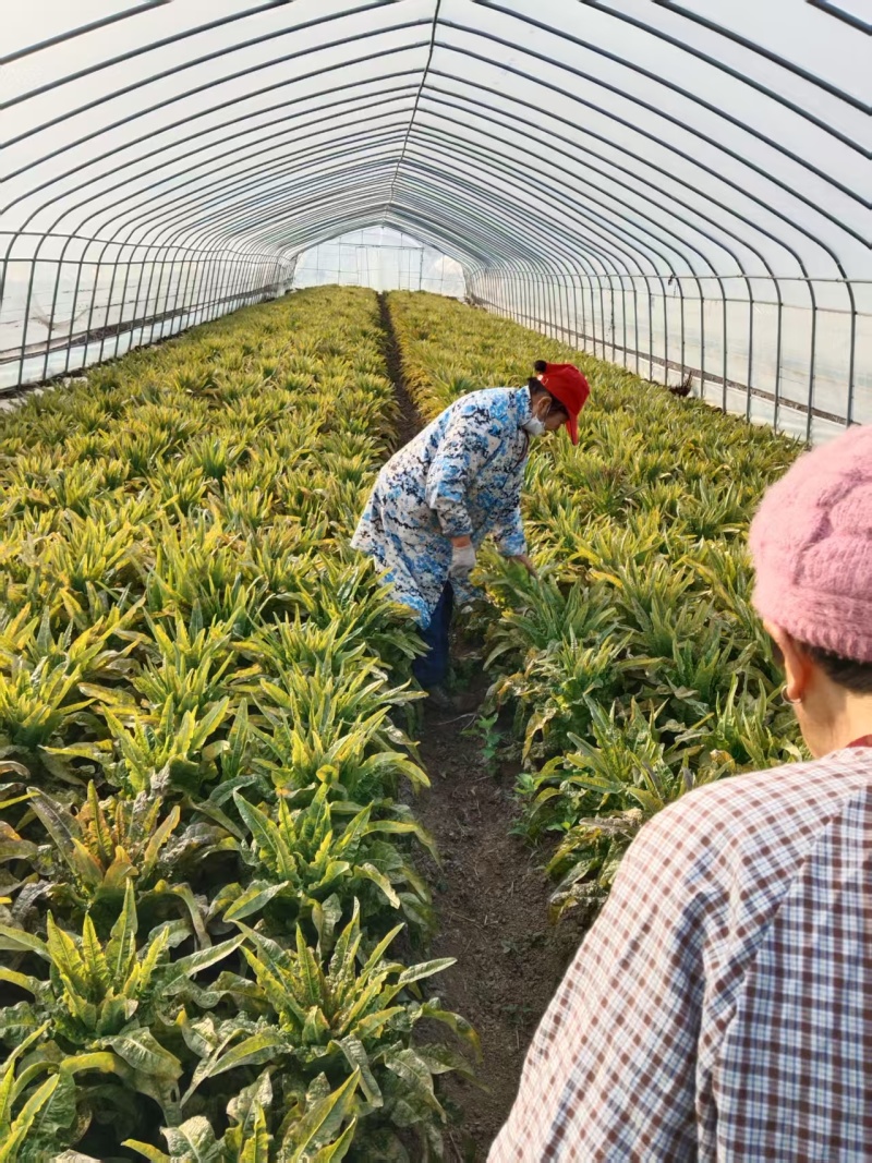 莴苣大量有货基地直供品质优可视频看货欢迎咨询来电