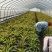 莴苣大量有货基地直供品质优可视频看货欢迎咨询来电