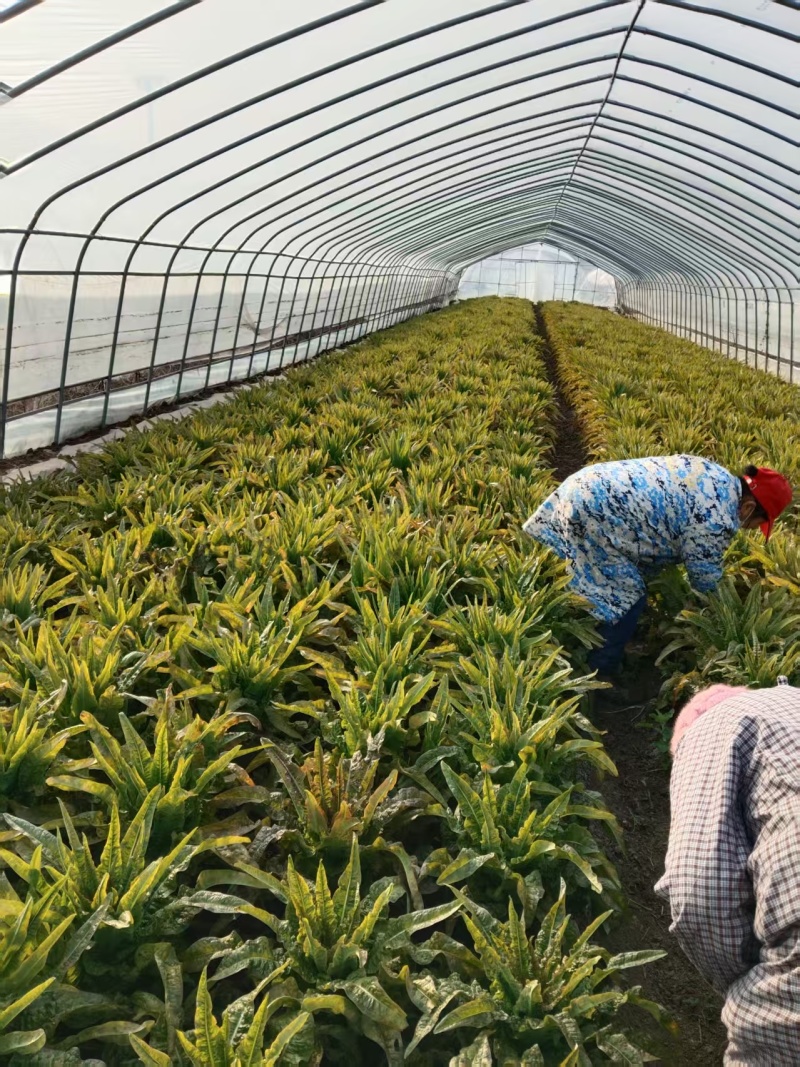 莴苣大量有货基地直供品质优可视频看货欢迎咨询来电