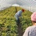 莴苣大量有货基地直供品质优可视频看货欢迎咨询来电