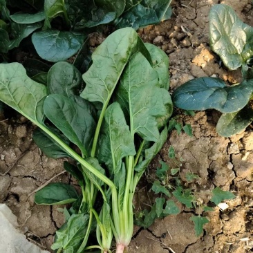 菠菜大量有货基地直供品质优可视频看货欢迎咨询来电