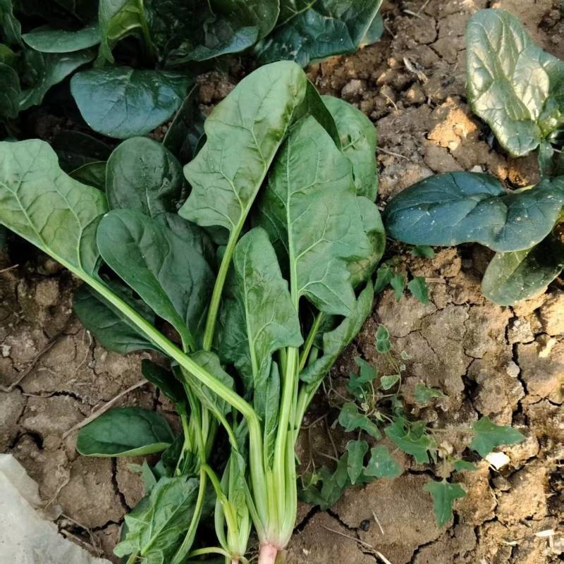 菠菜大量有货基地直供品质优可视频看货欢迎咨询来电