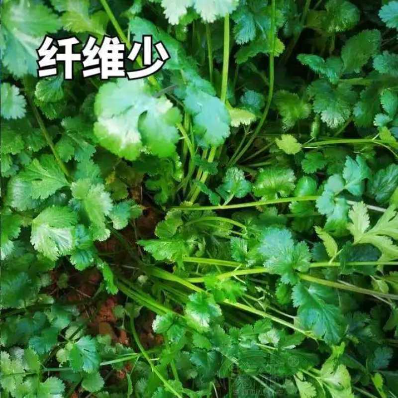 意大利进口罗马铁杆香菜种子夏秋耐高温高产大叶四季香菜种