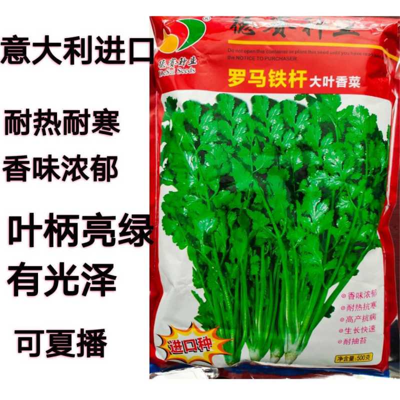 意大利进口罗马铁杆香菜种子夏秋耐高温高产大叶四季香菜种
