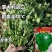 意大利进口罗马铁杆香菜种子夏秋耐高温高产大叶四季香菜种