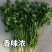 意大利进口罗马铁杆香菜种子夏秋耐高温高产大叶四季香菜种