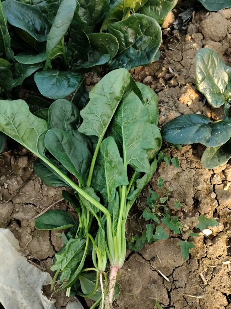 菠菜大量有货基地直供品质优可视频看货欢迎咨询来电