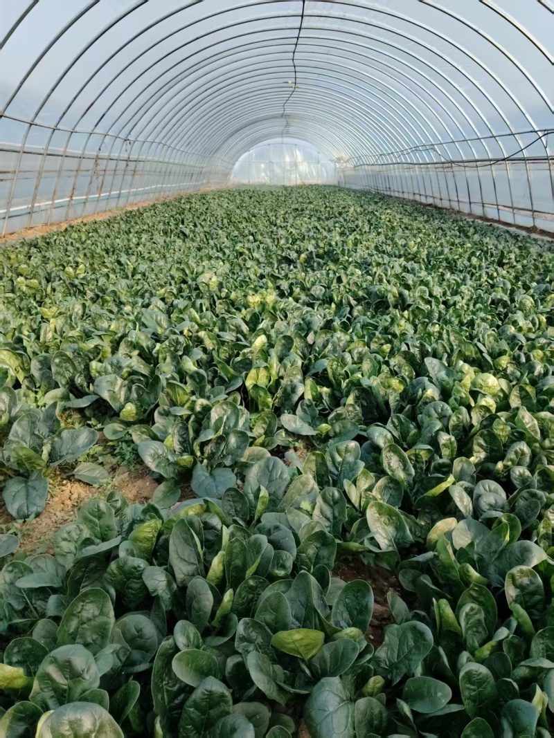 菠菜大量有货基地直供品质优可视频看货欢迎咨询来电