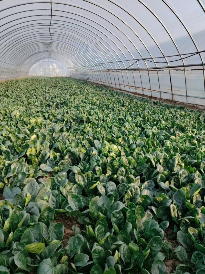 菠菜大量有货基地直供品质优可视频看货欢迎咨询来电