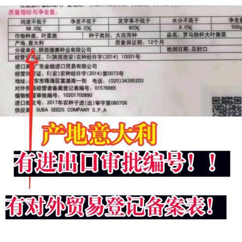 意大利进口罗马铁杆香菜种子夏秋耐高温高产大叶四季香菜种