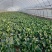菠菜大量有货基地直供品质优可视频看货欢迎咨询来电