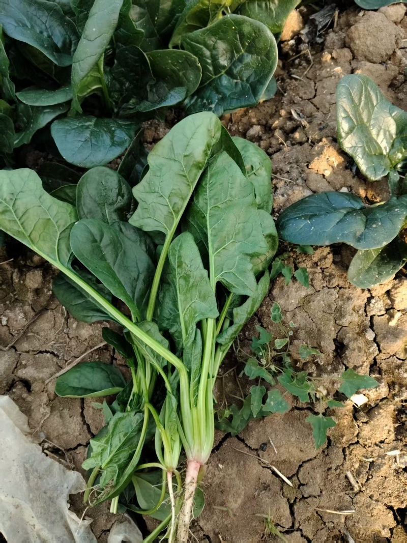 菠菜大量有货基地直供品质优可视频看货欢迎咨询来电