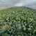 菠菜大量有货基地直供品质优可视频看货欢迎咨询来电