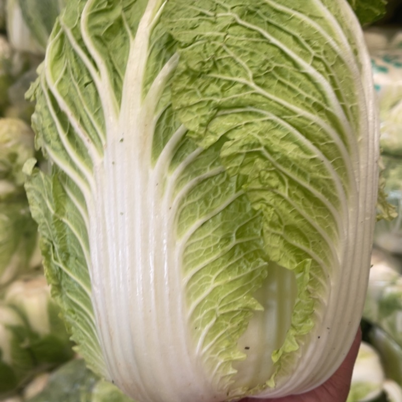 大白菜