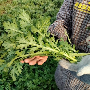 茼蒿菜大量有货基地直供品质优可视频看货欢迎咨询来电