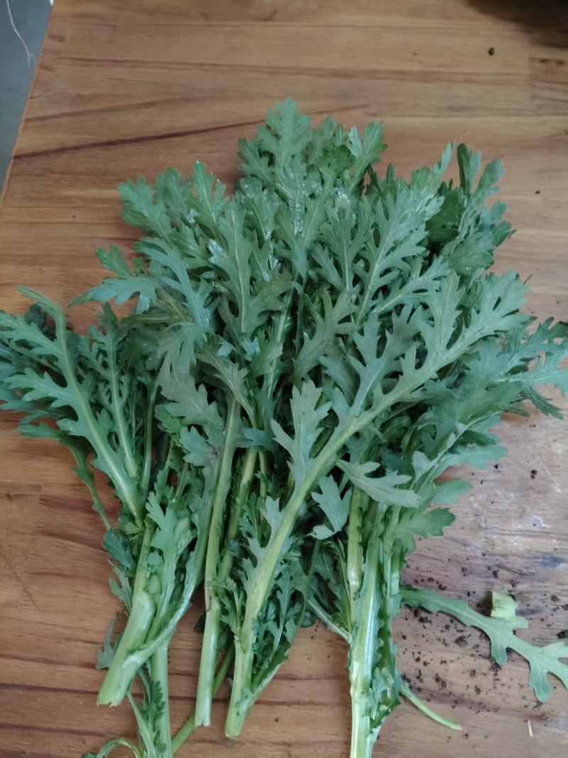 茼蒿菜大量有货基地直供品质优可视频看货欢迎咨询来电