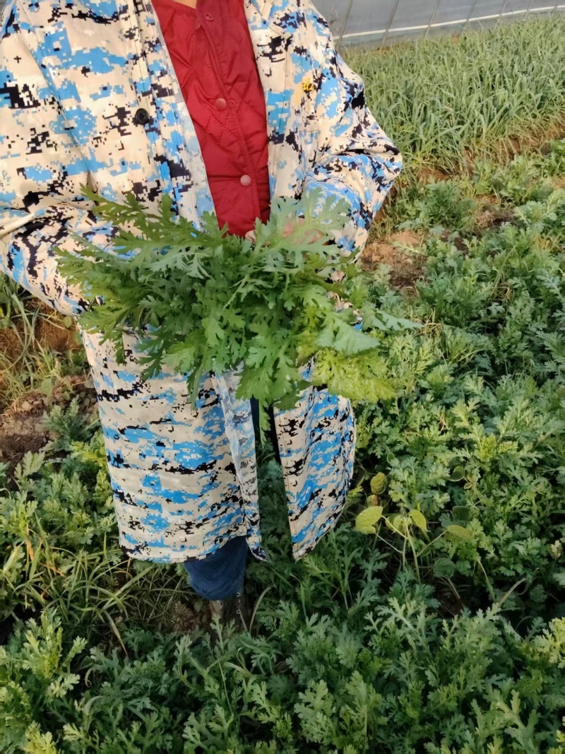 茼蒿菜大量有货基地直供品质优可视频看货欢迎咨询来电
