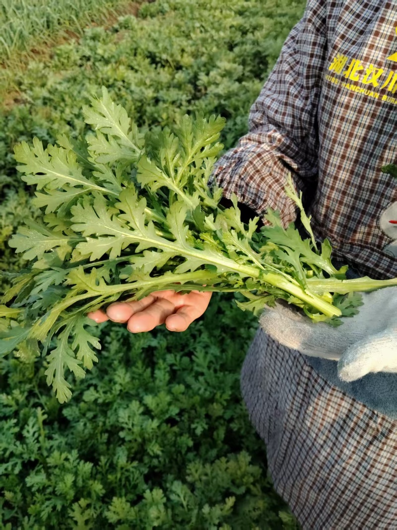 茼蒿菜大量有货基地直供品质优可视频看货欢迎咨询来电