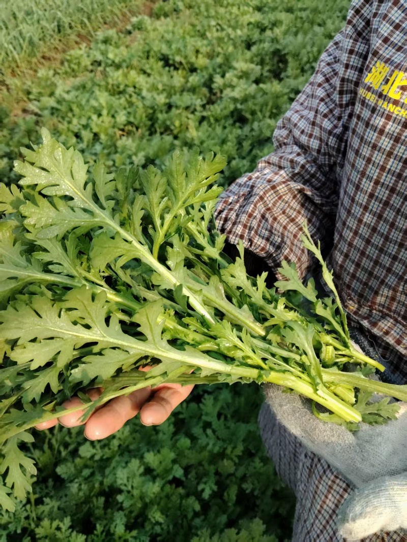 茼蒿菜大量有货基地直供品质优可视频看货欢迎咨询来电