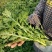 茼蒿菜大量有货基地直供品质优可视频看货欢迎咨询来电