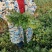 茼蒿菜大量有货基地直供品质优可视频看货欢迎咨询来电